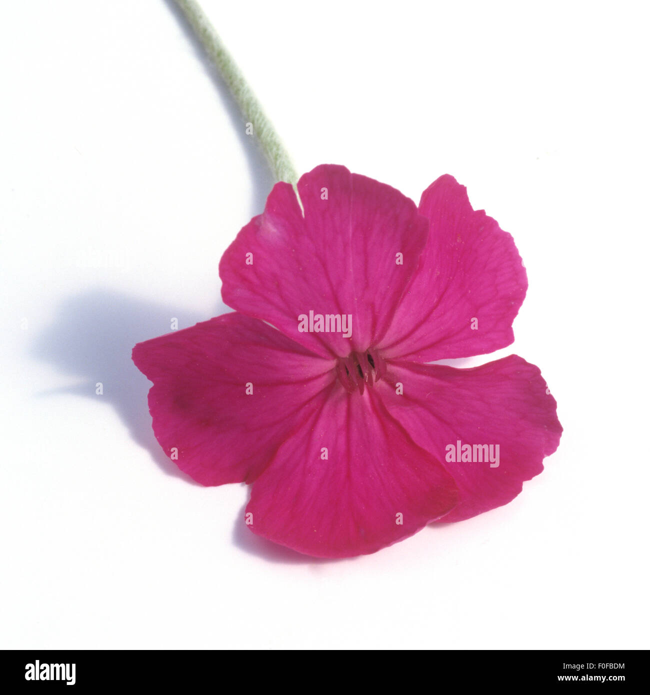 Vexiernelke; Kronenlichtnelke; Stockfoto