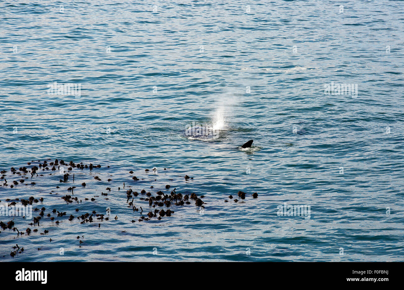 Southern Right Wal in der Nähe der Küste in Hermanus, Südafrika Stockfoto