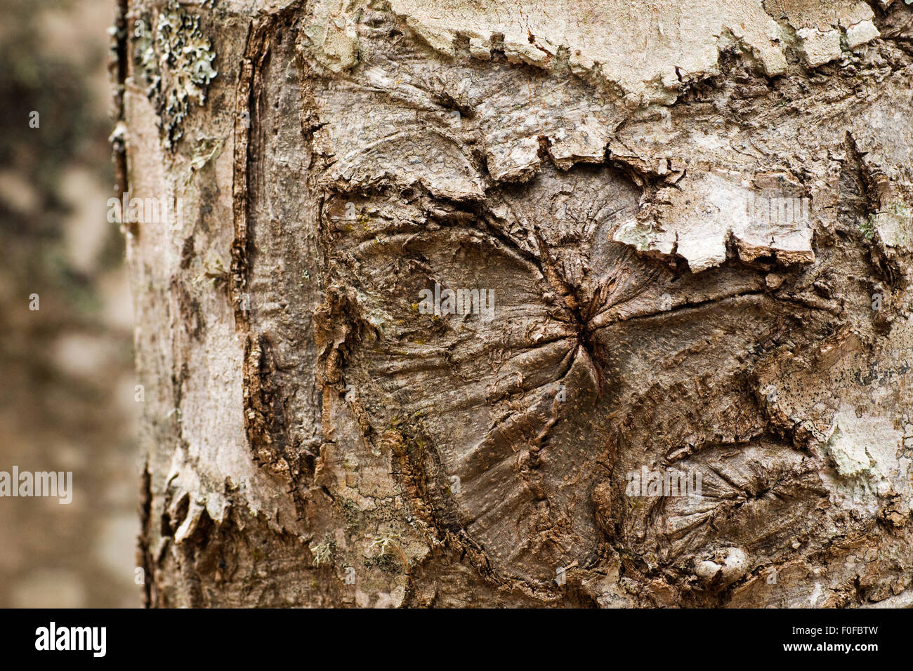 Nahaufnahme der Narbe auf europäische Buche (Fagus Sylvatica) Stamm, Nationalpark Pollino, Basilikata, Italien, November 2008 Stockfoto