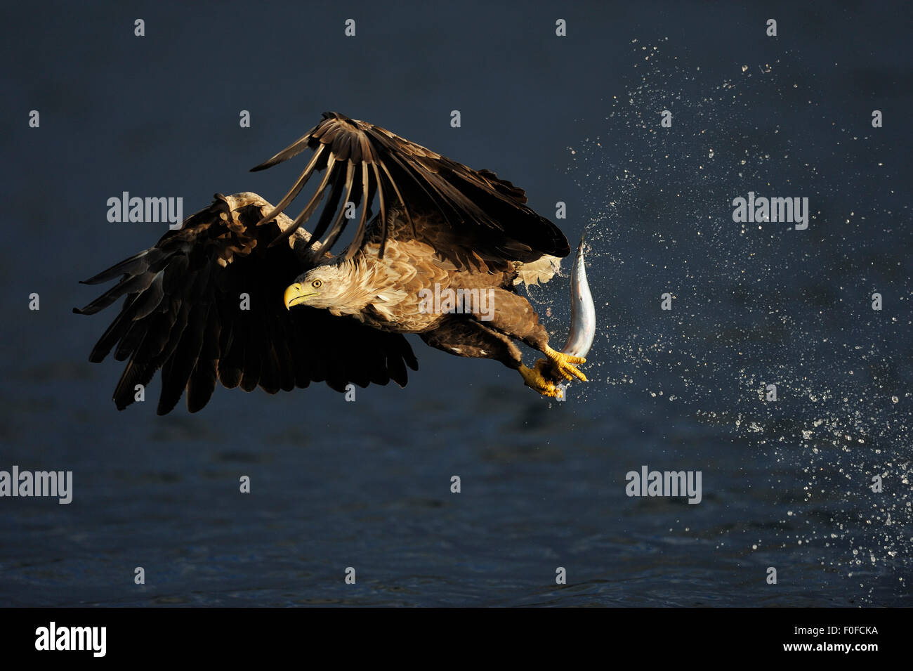 White tailed Seeadler (Haliaeetus Horste) während des Fluges mit Fisch, Flatanger, Nord-Trøndelag, Norwegen, August 2008 WWE OUTDOOR Ausstellung. WWE-BUCH-PLATTE. PRESSEBILD. Stockfoto