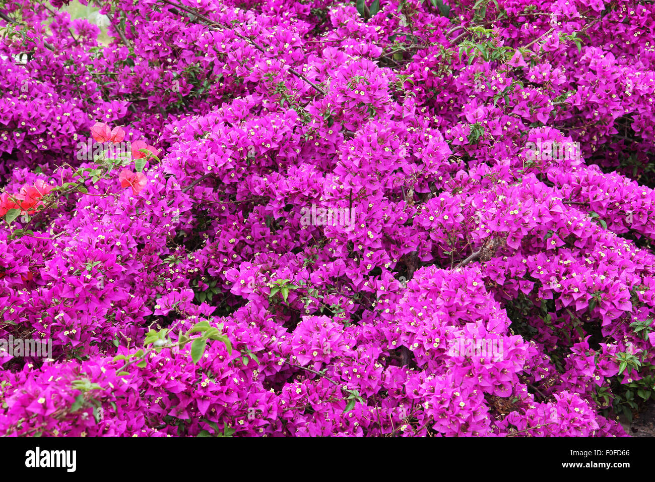 Bougainvillea-Blüten Stockfoto