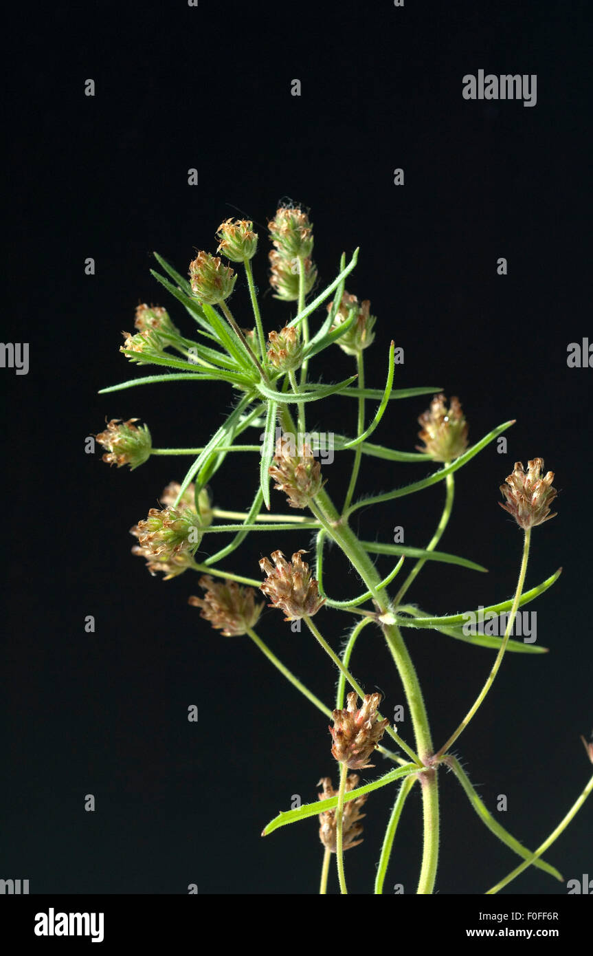 Indischer Flohsamen, Flohsamen, Plantago Ovata, Stockfoto