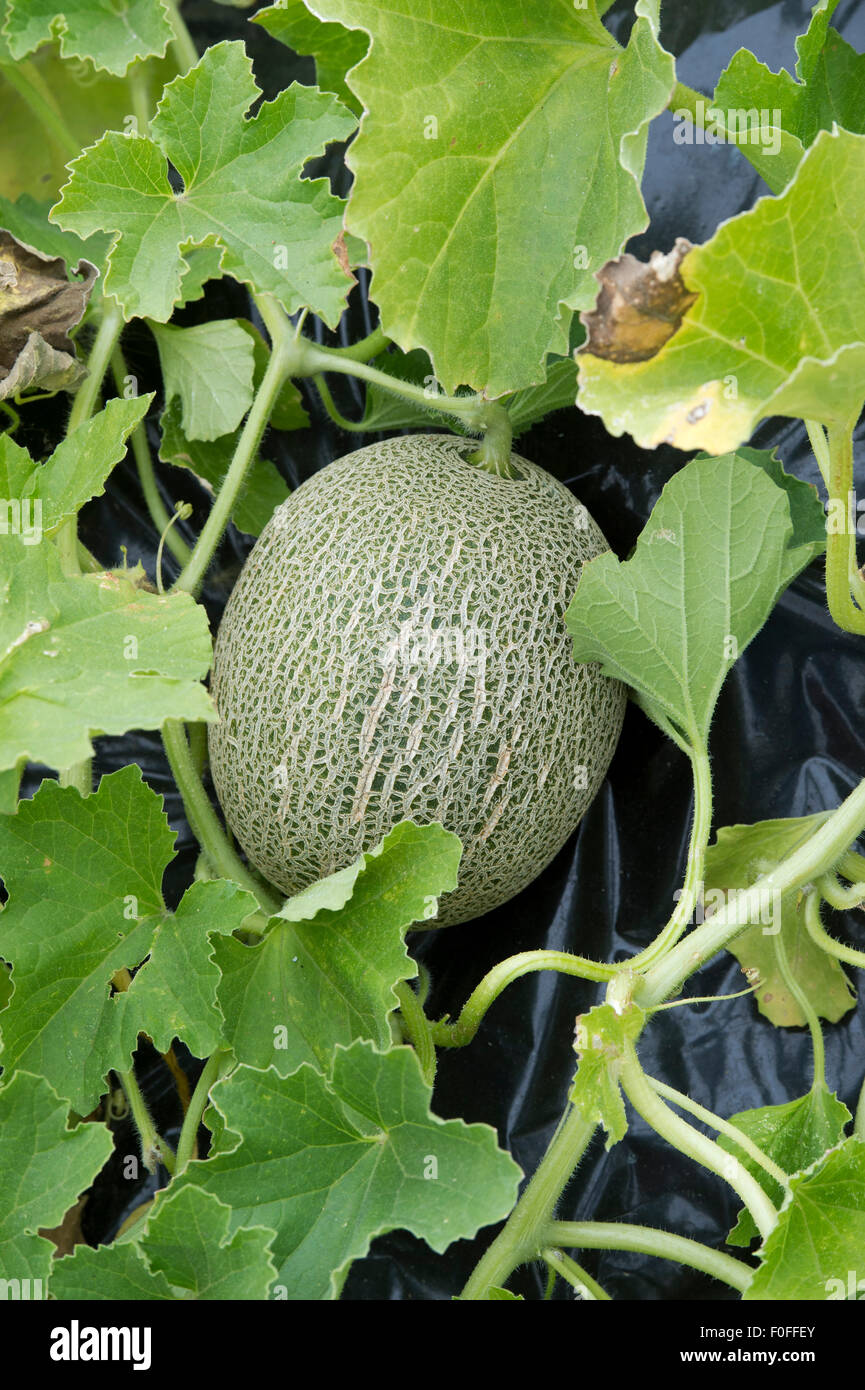Reifende Melone Stockfotos und bilder Kaufen Alamy
