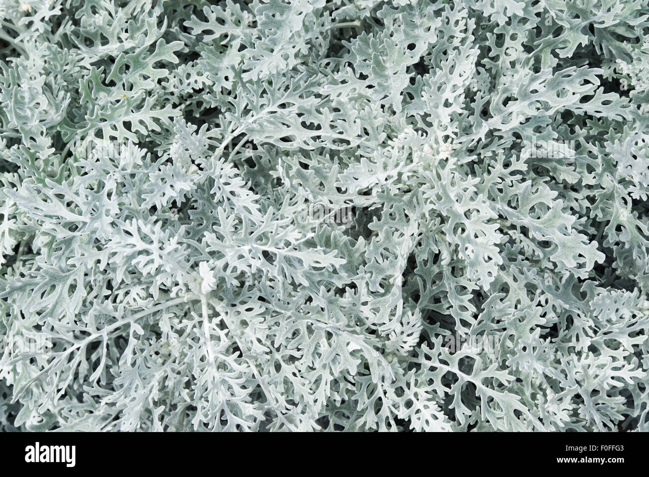 Senecio Aschenpflanze "Silver Dust". Silber Kreuzkraut "Silver Dust" Stockfoto