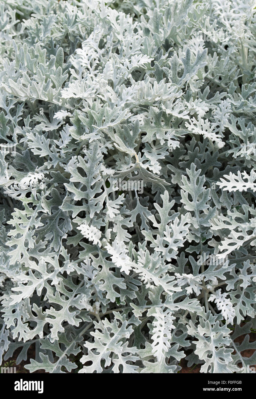 Senecio Aschenpflanze "Silver Dust". Silber Kreuzkraut "Silver Dust" Stockfoto
