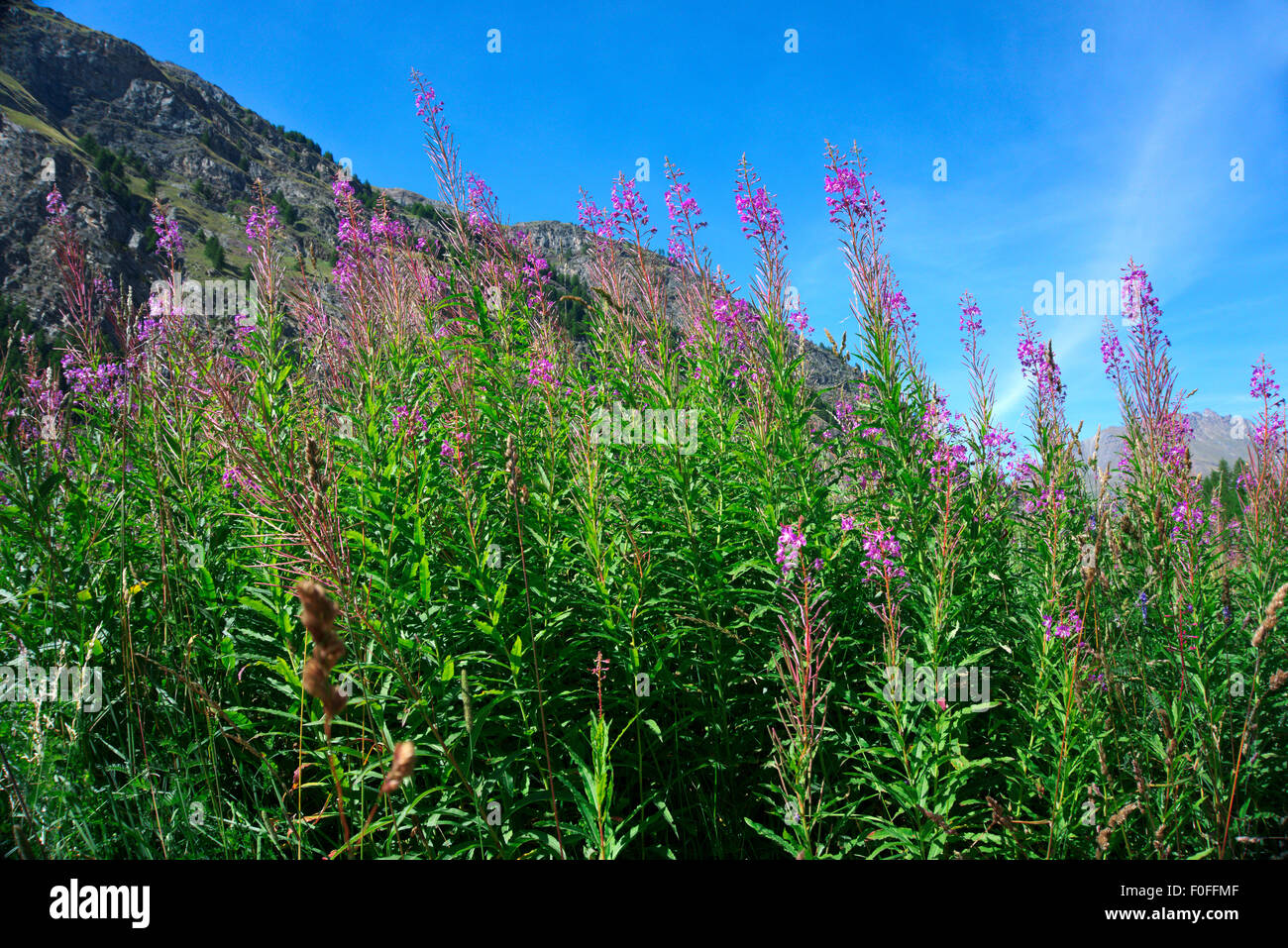 Nahaufnahme der Blüte, Blume im Garten, Blume mit Himmelshintergrund, Blume mit Moutain Hintergrund, weißen Rosenblüten in einer garde Stockfoto