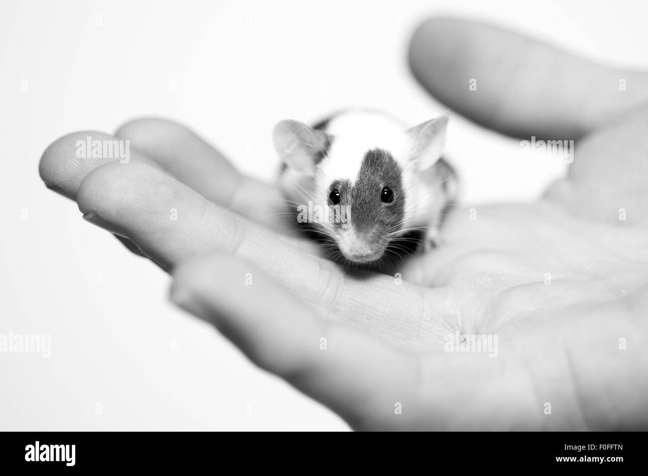 Haustier Maus auf Handfläche, Blick in die Kamera Stockfoto