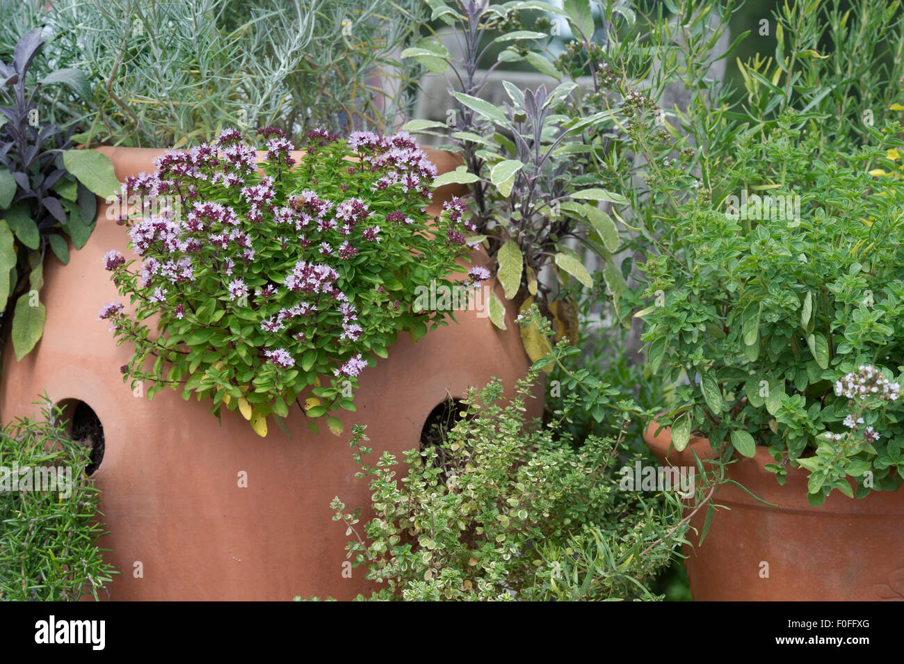 Thymus Vulgaris. Gemeinsamen Thymian / Garten-Thymian-Blüte mit anderen Kräutern in Terrakotta-Blumentöpfe Stockfoto