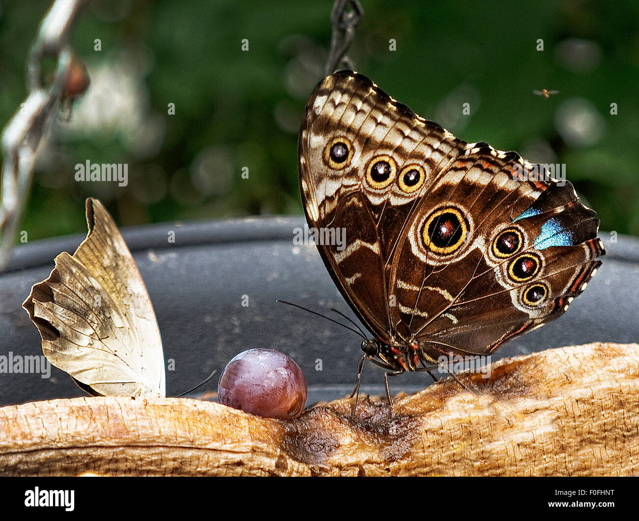 Eine nördliche Pearly-Auge (Enodia Anthedon) aussteigen auf süße Früchte. Es gehört zur Familie Bürste leichtfüßig von Nymphalidae. Stockfoto