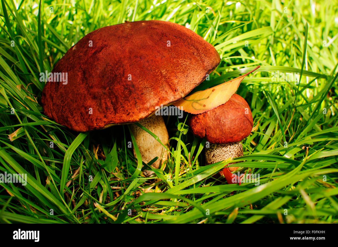 zwei Orange-Kappen-Pilze Stockfoto