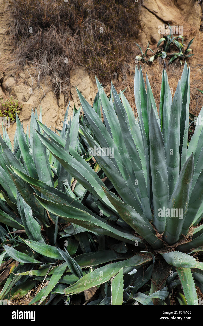 Großen Agaven. Dickicht der Agave-Pflanze. Riesige aloe Stockfoto