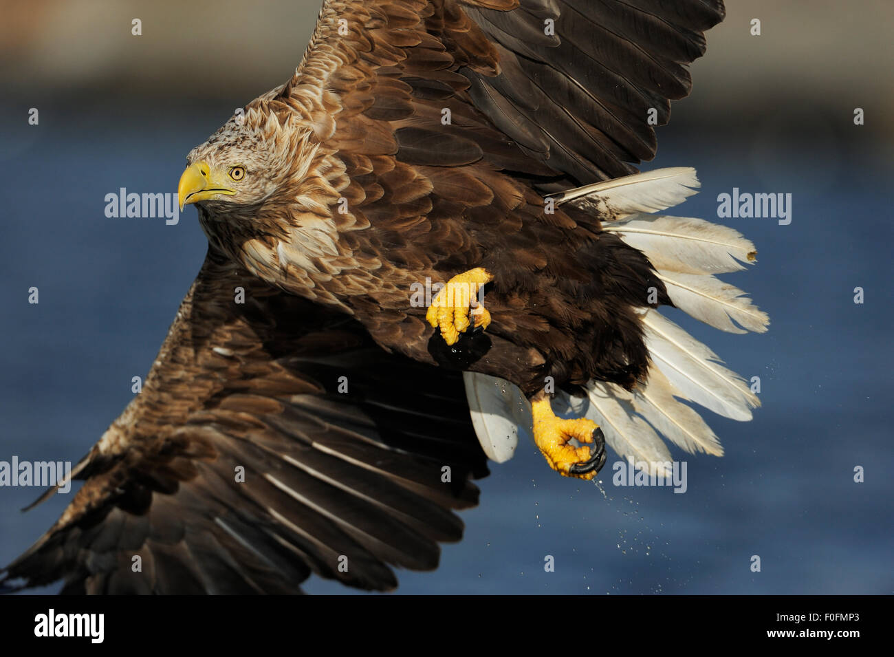 White tailed Seeadler (Haliaeetus Horste) Colse während des Fluges, Flatanger, Nord Trøndelag, Norwegen, August 2008 Stockfoto