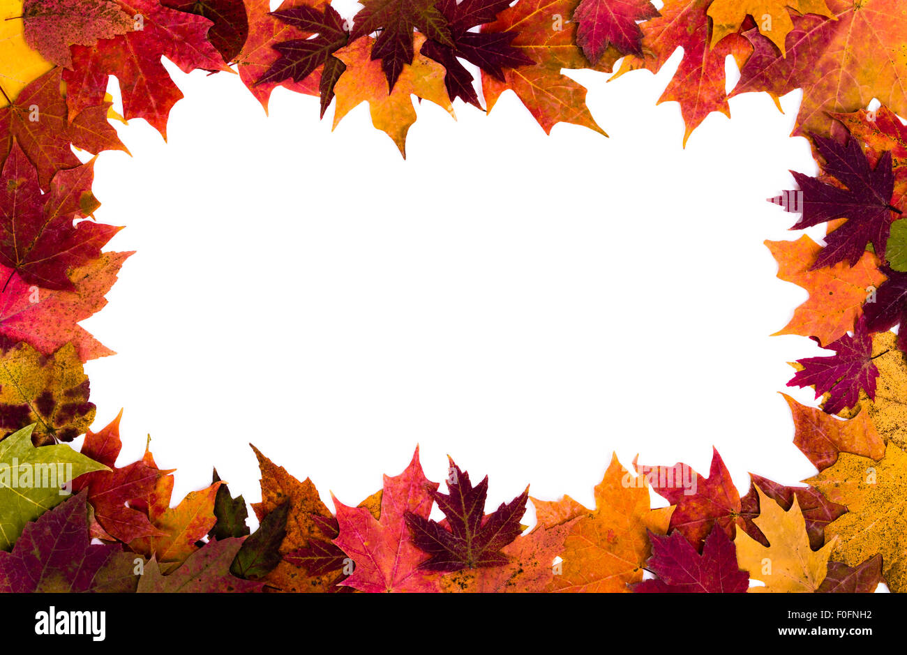 Buntes Herbstlaub Grenze auf weißem Hintergrund Stockfoto