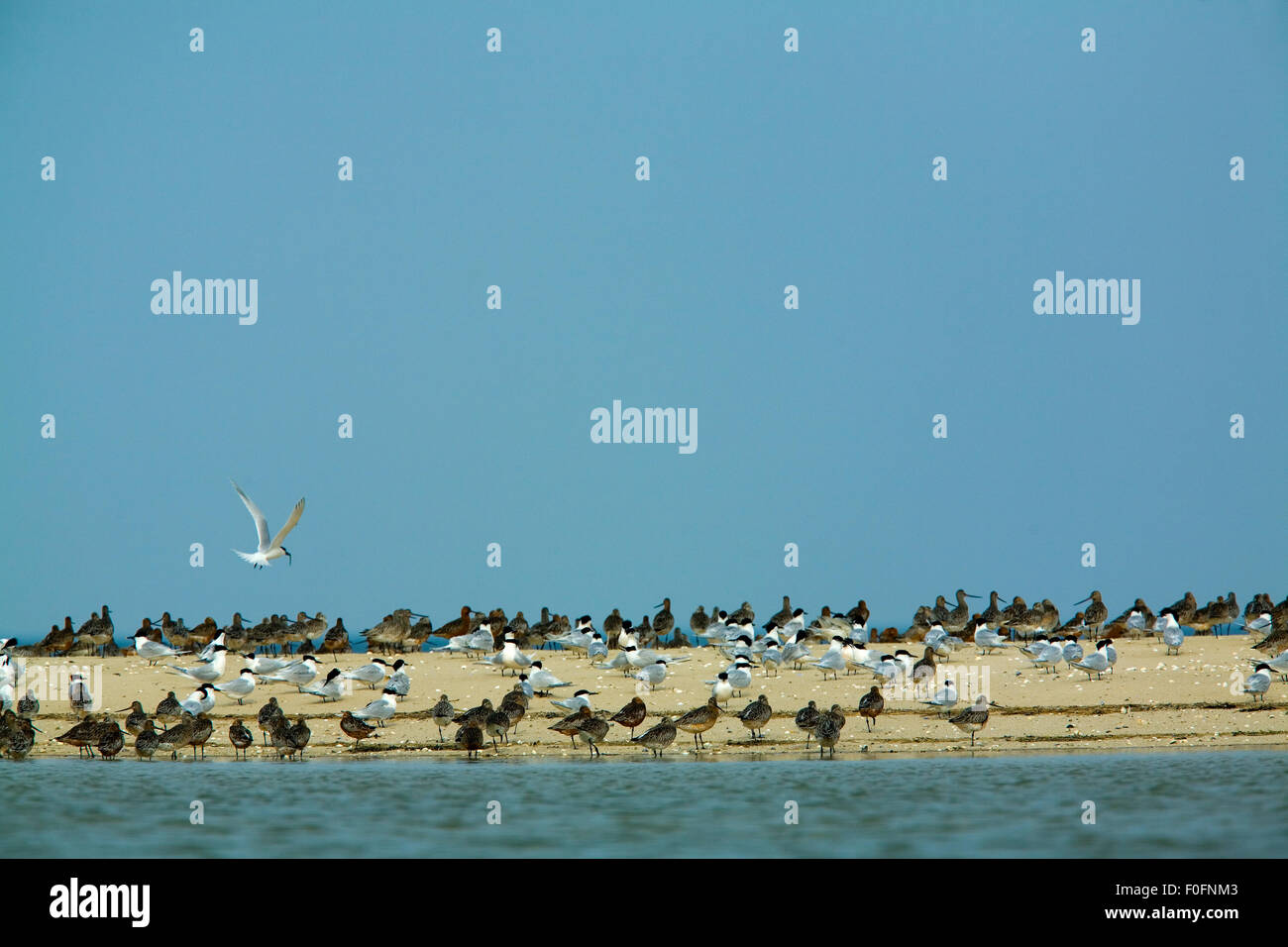 Sandwich-Seeschwalben (Thalasseus / Sterna Sandvicensis) und Watvögel am Strand, Hörnum, Sylt, Deutschland, April 2009 Stockfoto