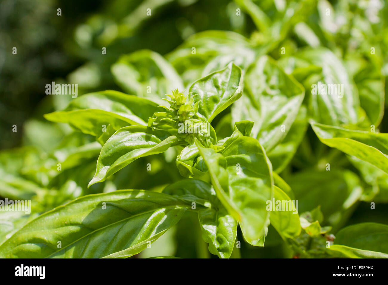 Basilikum-Pflanze (Ocimum Basilicum) Stockfoto