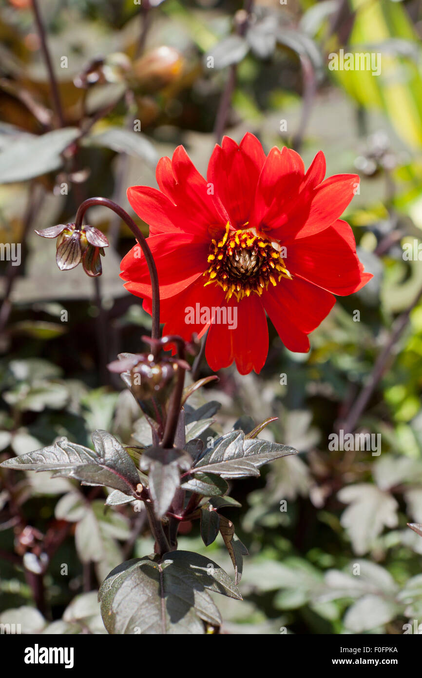 "Bischof von Oxford" Dahlia Stockfoto