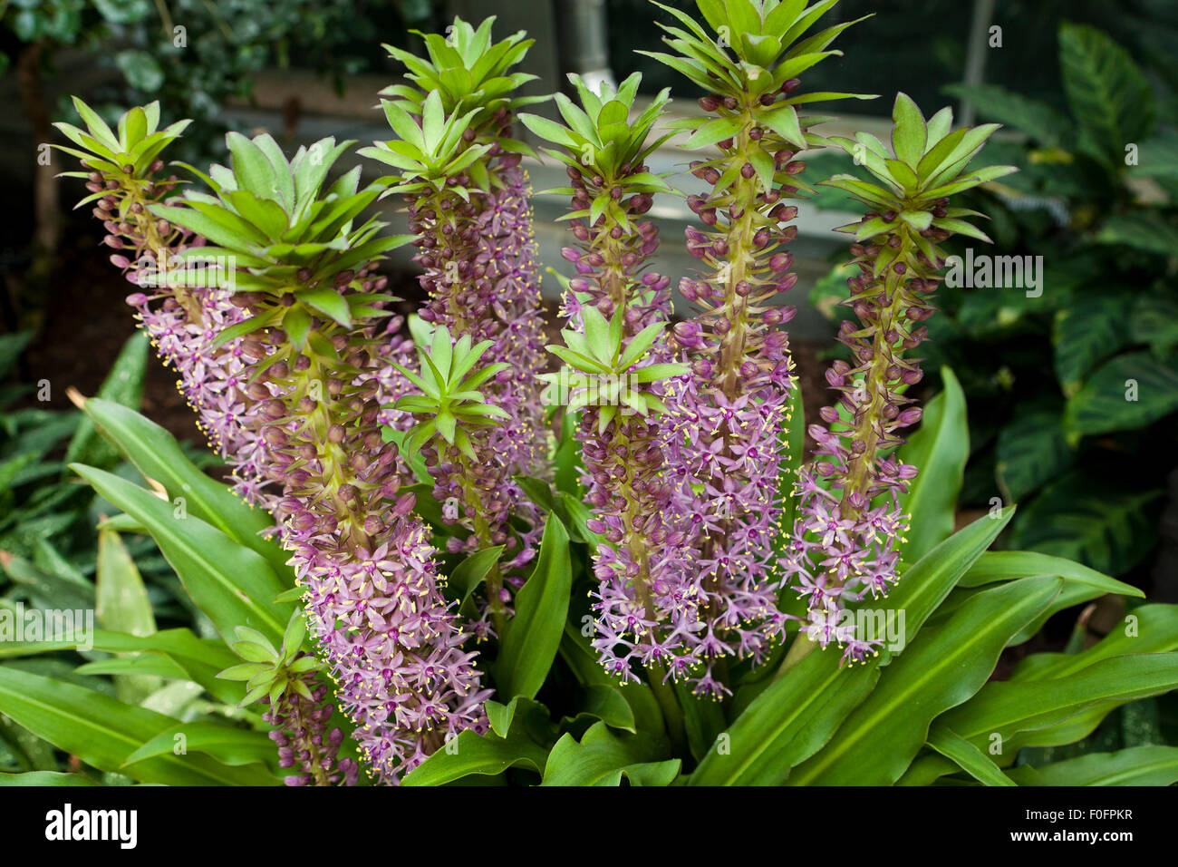 Ananas Lilie 'Eucomis Reuben' Pflanze blüht Stockfoto