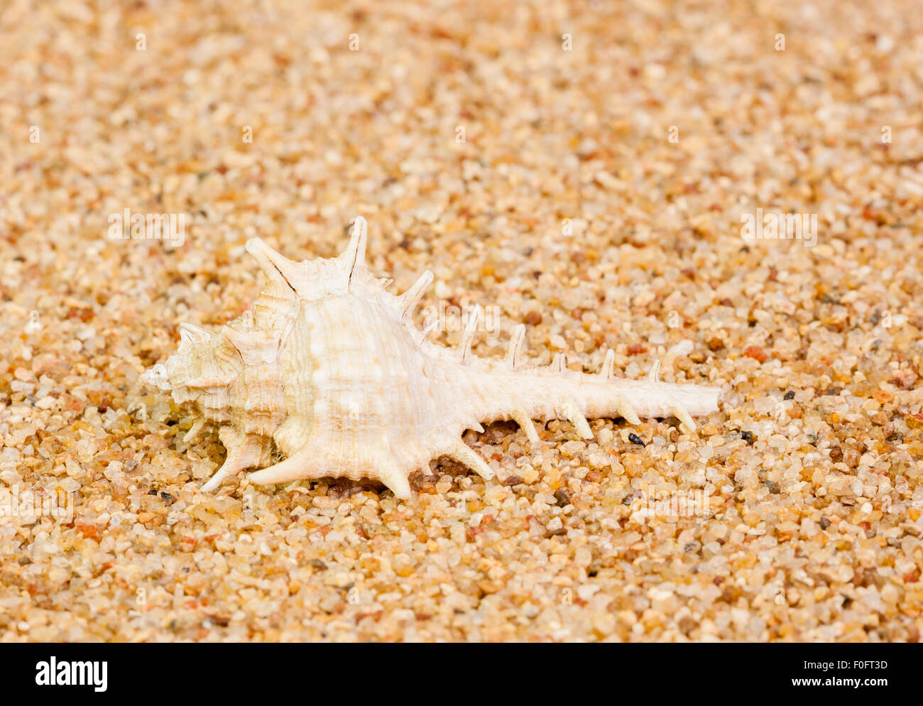 Nahaufnahme Bild einer Murex Ternispina Schale gesetzt auf einem Bett aus grobem Sand, die Anzeige seiner natürlichen Muster, Grate und Spiralen. Stockfoto