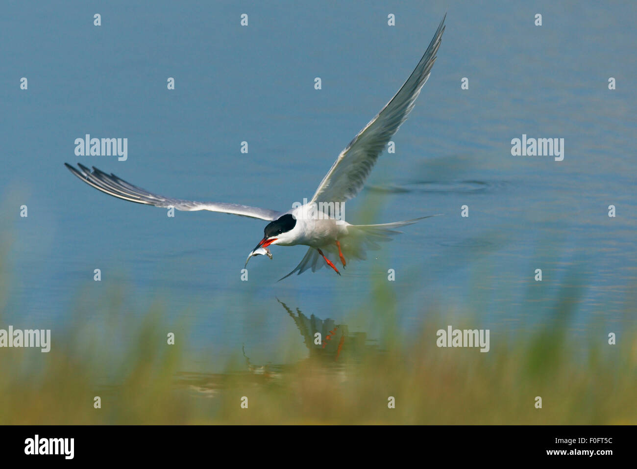 Seeschwalbe (Sterna Hirundo) fliegen mit Fisch im Schnabel, Texel, Niederlande, Mai 2009 Stockfoto