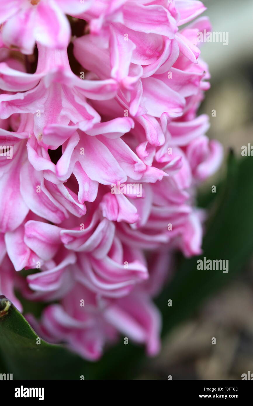 Ansicht von rosa Hyazinthe Nahaufnahme Blume in voller Blüte Stockfoto
