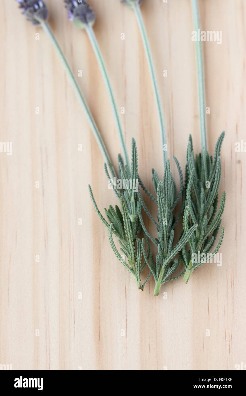 Frische französische Lavendel (Lavandula) auf Holzbrett mit Schwerpunkt auf Lavendelblüten Stockfoto