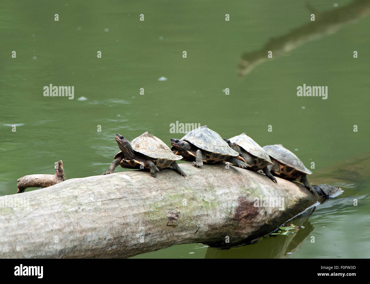 Das Bild wurde im Kaziranga Nationalpark in Indien gedreht. Stockfoto