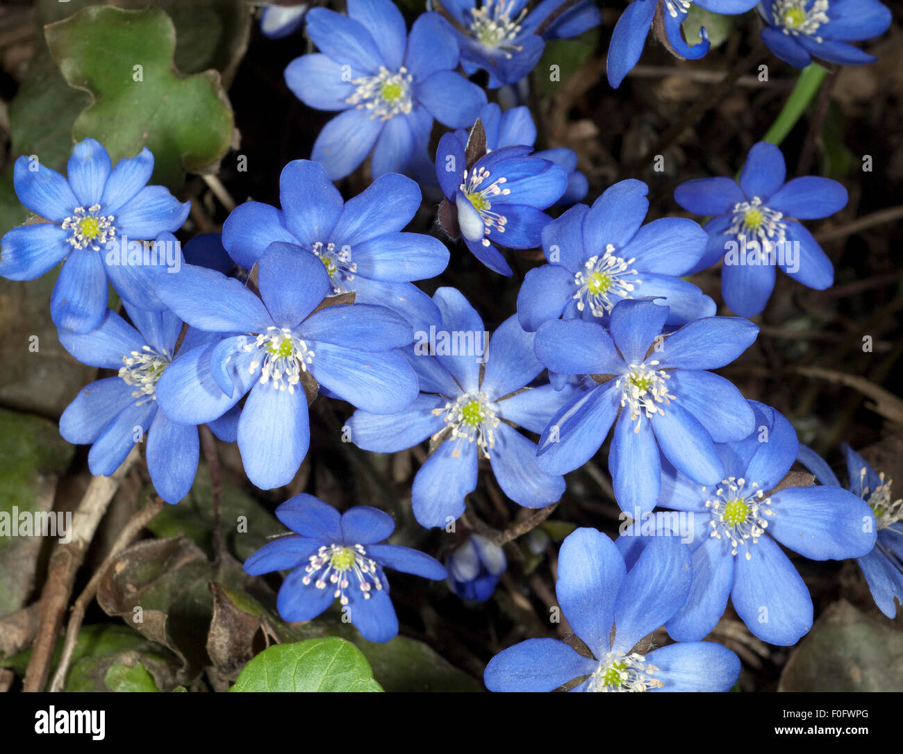 Leberbluemchen, Leberblümchen, Nobilis, Winterblueher, Anemone Hepatica, Blaue Blueten, Blau, Blume des Jahres 2013- Stockfoto