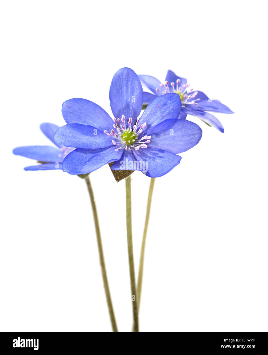 Leberbluemchen, Leberblümchen, Nobilis, Winterblueher, Anemone Hepatica, Blaue Blueten, Blau, Blume des Jahres 2013- Stockfoto