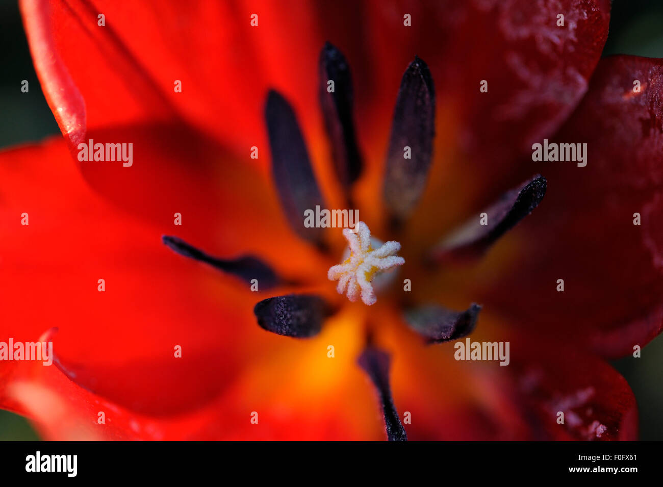 Schließen-innen Wilde Tulpe (Tulipa Schrenkii) Blume, Rostovsky Nature Reserve, Rostow, Russland, April 2009 Stockfoto