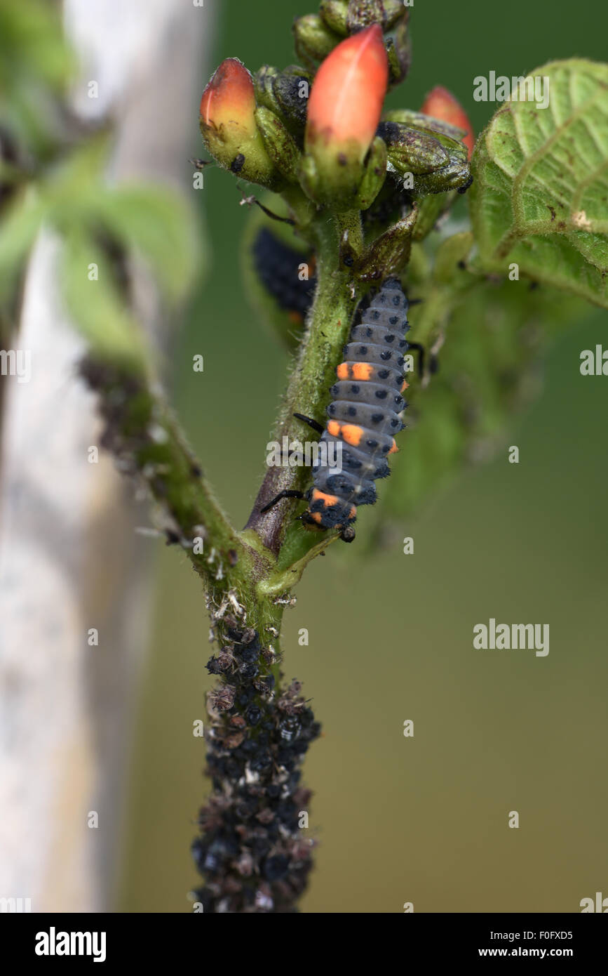 Ladybird-Larve mit sieben Flecken, Raubtier Coccinella septempunctata mit Blattläuse auf einem Läuferbohnen-Stamm mit Blütenknospen, Berkshire, Juli Stockfoto