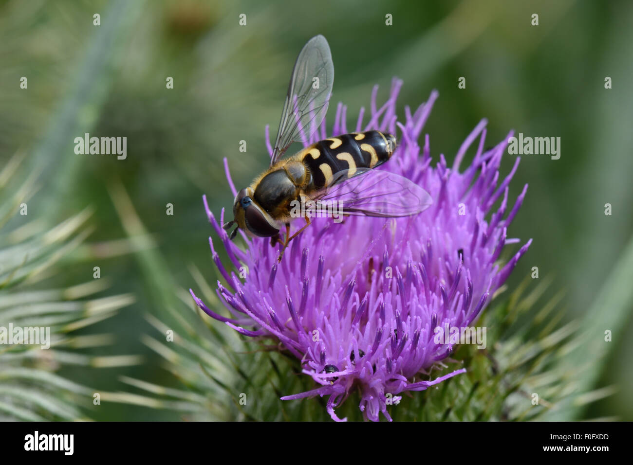 Eine Schwebefliege, Scaeva pyrastri, die die lila Blume einer Speerdistel frisst, Cirsium vulgare, Berkshire, Juli Stockfoto