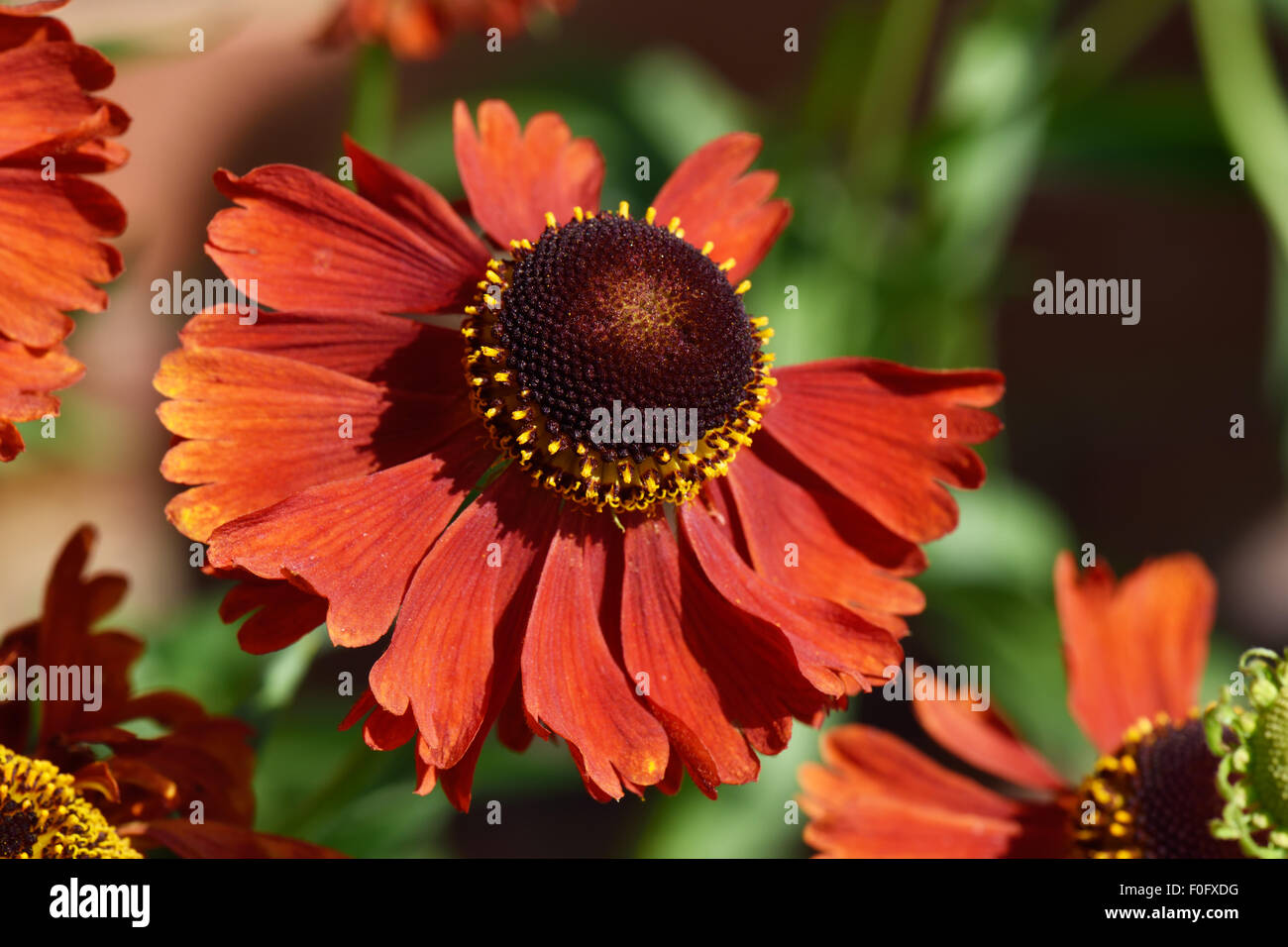 gelb orange Blume Helenium 'Moorheim Beauty' ein Staudengarten ornamentalen, Berkshire, Juli Stockfoto