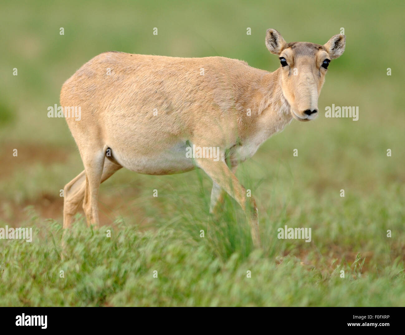 Saiga Antilope (Saiga Tatarica) Frauenporträt, Cherniye Zemli (Schwarzerde) Nature Reserve, Kalmückien, Russland, Mai 2009 Stockfoto