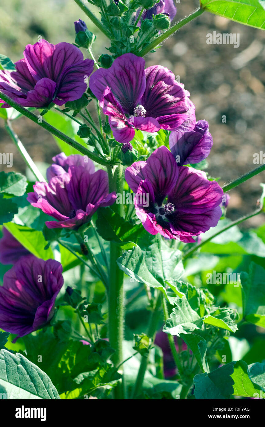 Mauretanische Malve, Wilde Malve, Malva sylvestris Stockfotografie Alamy