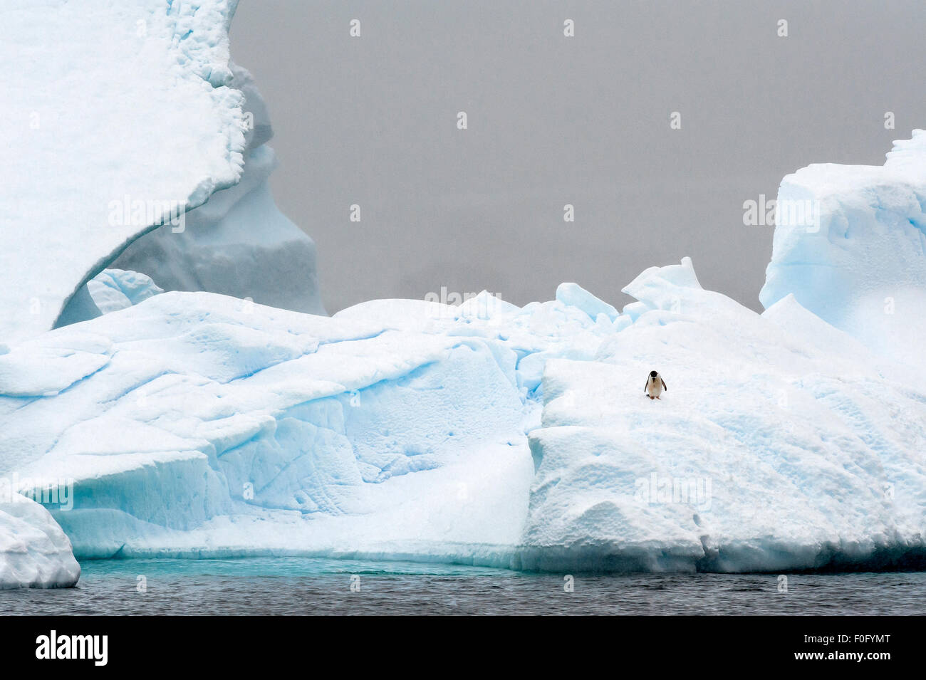 Gentoo Penguin auf Eis Cuverville Island antarktischen Halbinsel Antarktis Stockfoto