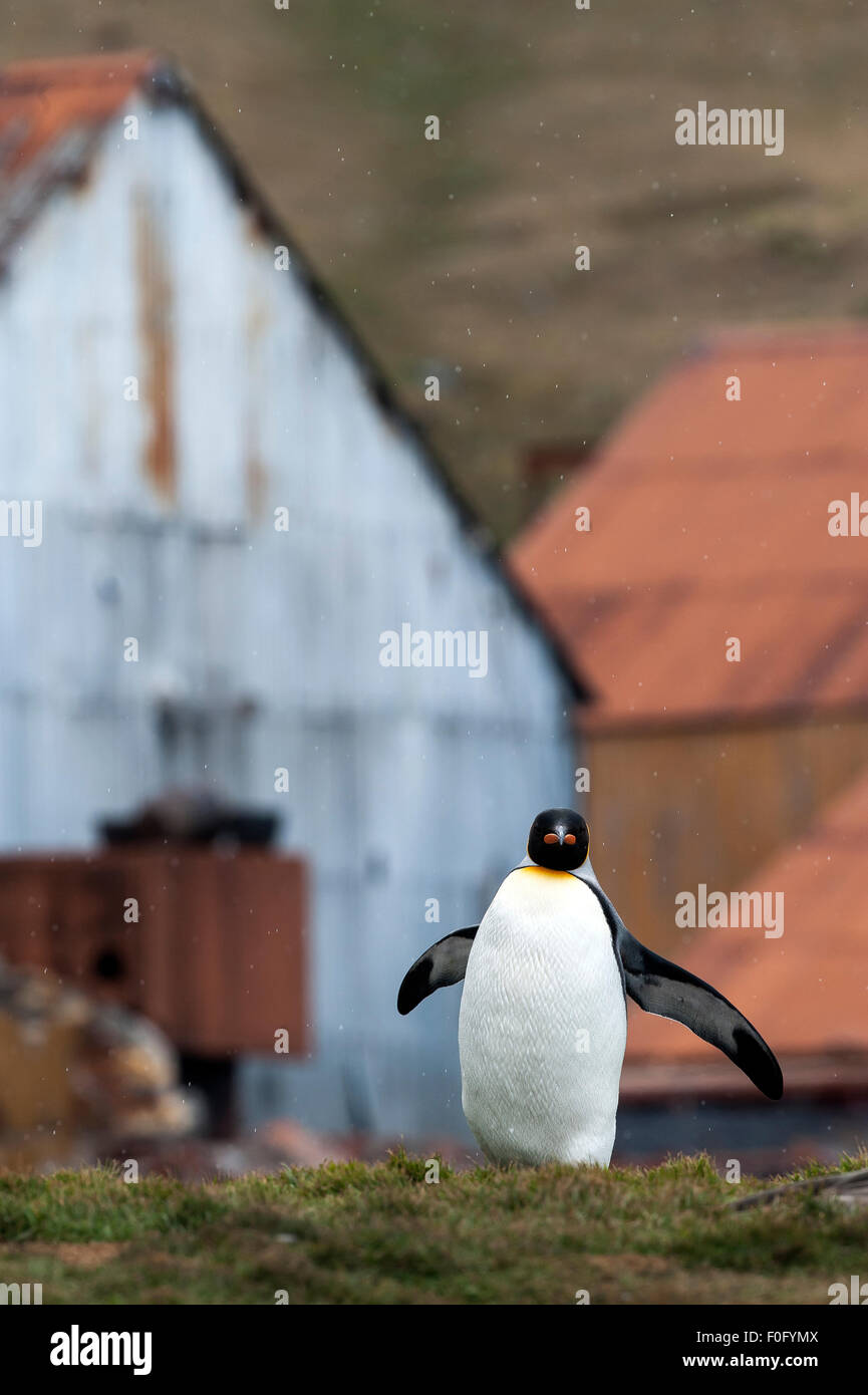 Erwachsenen König Pinguin am alten Walfangstation Grytviken Südgeorgien Stockfoto