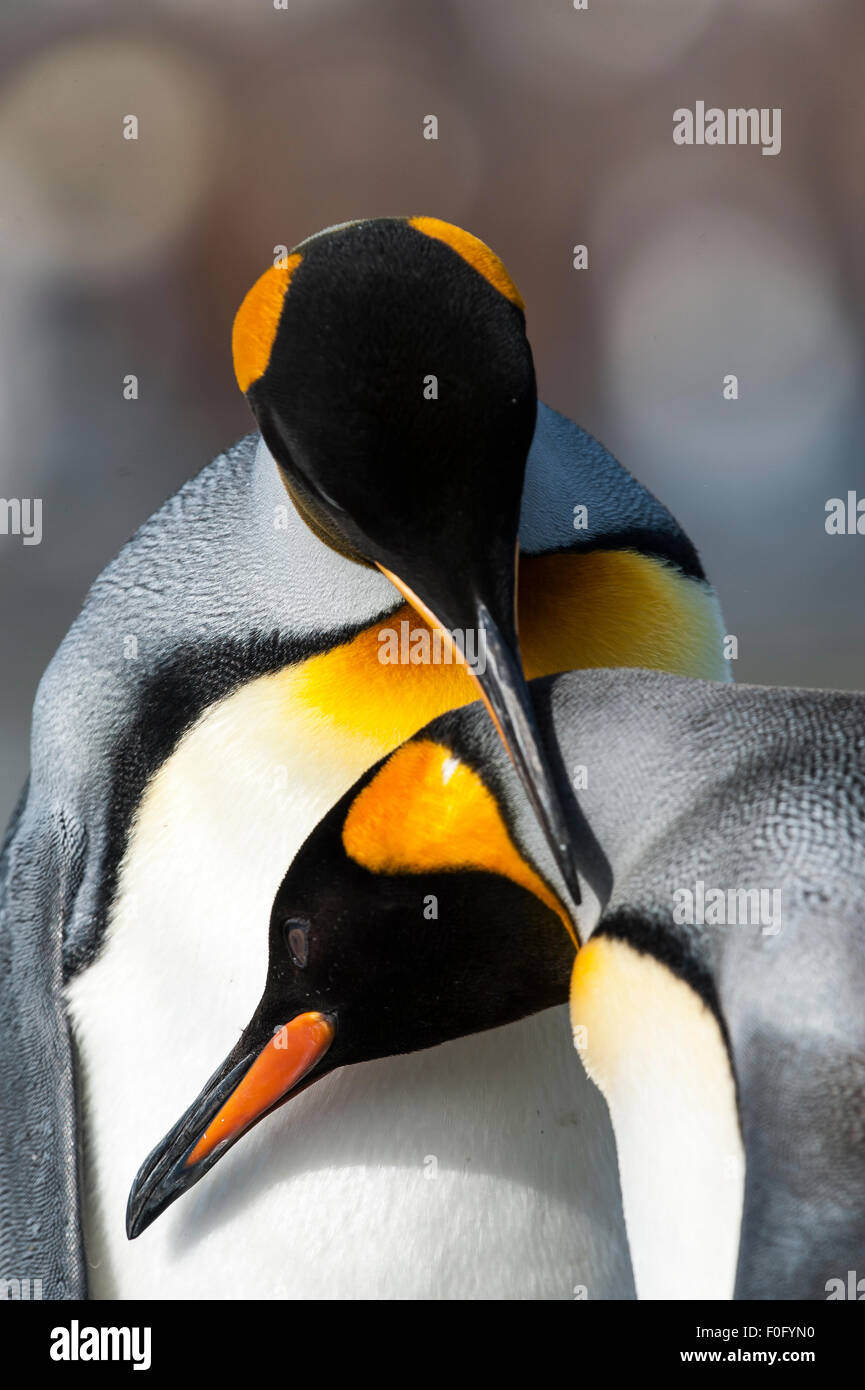 Männchen und Weibchen König Pinguine Pflege Gold Hafen Süd Georgien Stockfoto