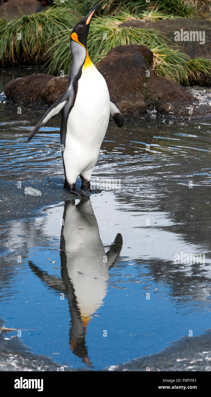 Erwachsenen König Pinguin Reflexion über Wasser Gold Harbour Süd-Georgien Stockfoto