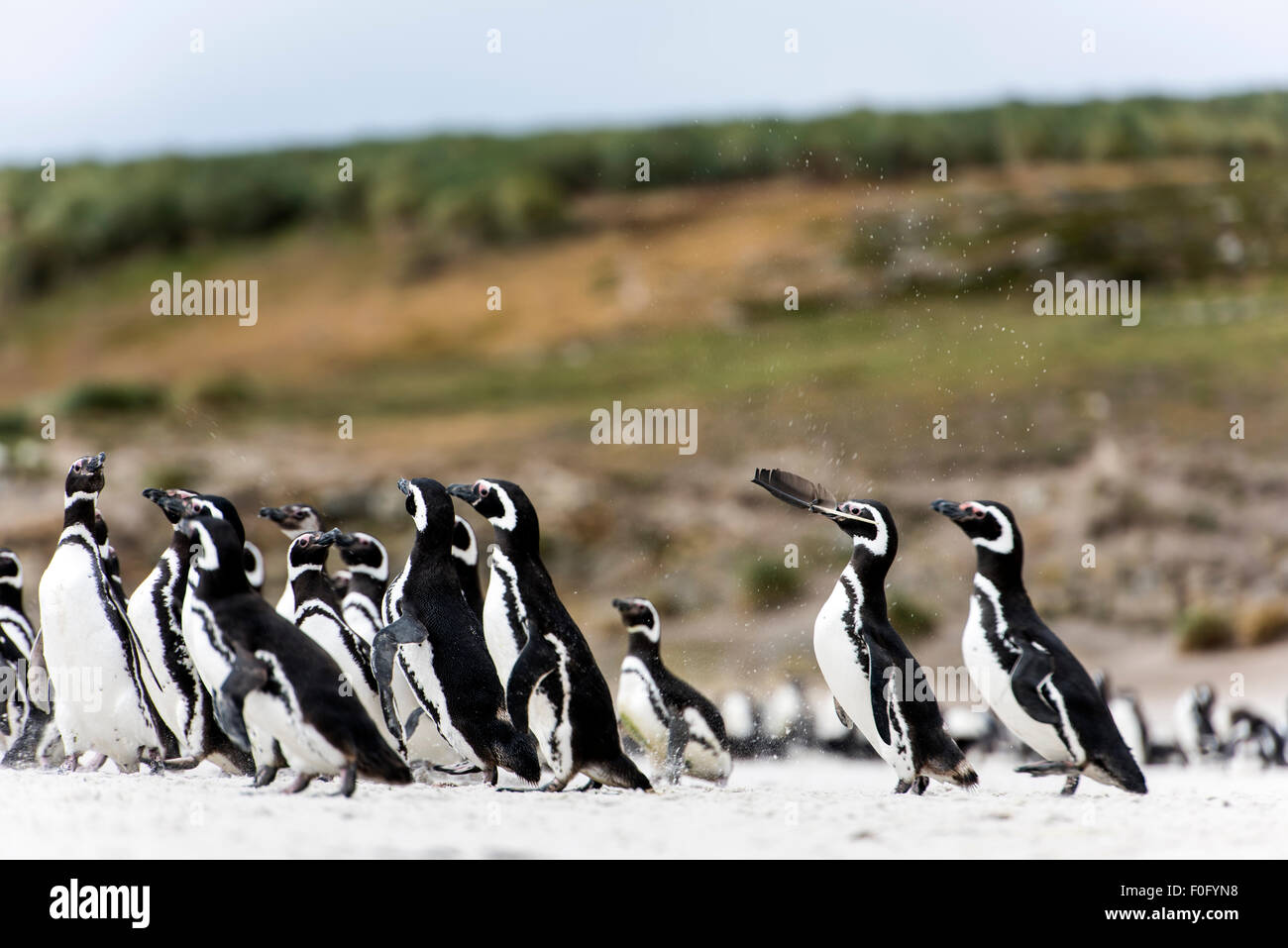 Magellan-Pinguine am Strand Karkasse Insel Falkland-Inseln Stockfoto
