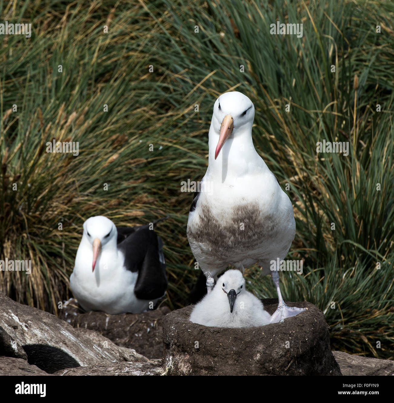 Black-browed Albatross sitzen auf Nest mit Küken-West Point Insel Falkland-Inseln Stockfoto