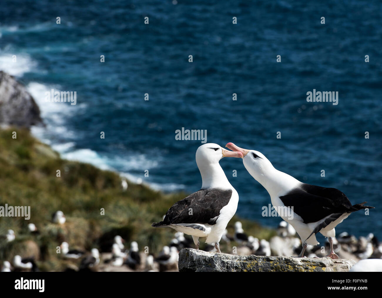 Adult Black-browed Albatross Balz auf Felsen am Kolonie West Point Insel Falkland-Inseln Stockfoto