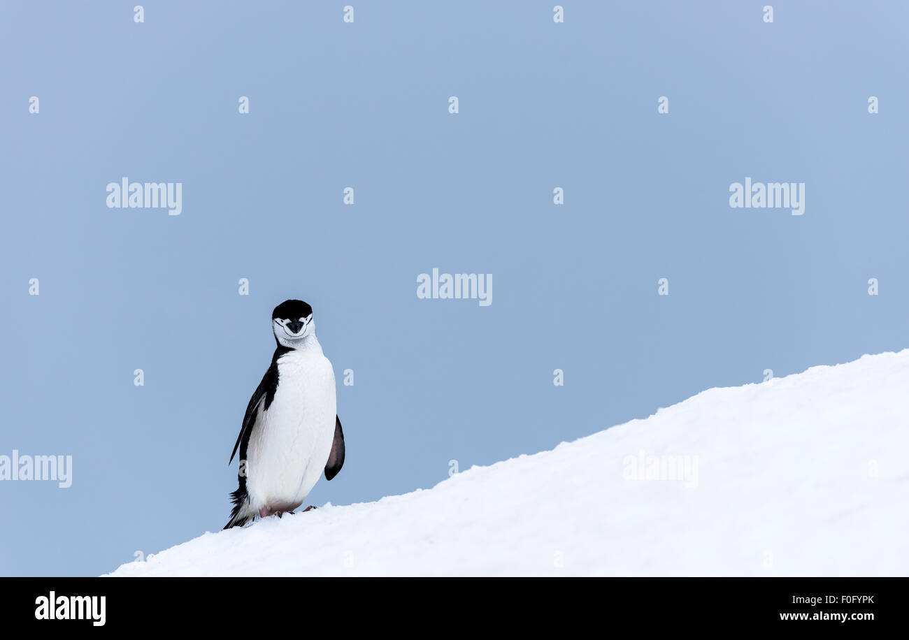 Kinnriemen Pinguin stehend auf dem Eis Half Moon-Insel-antarktische Halbinsel-Antarktis Stockfoto