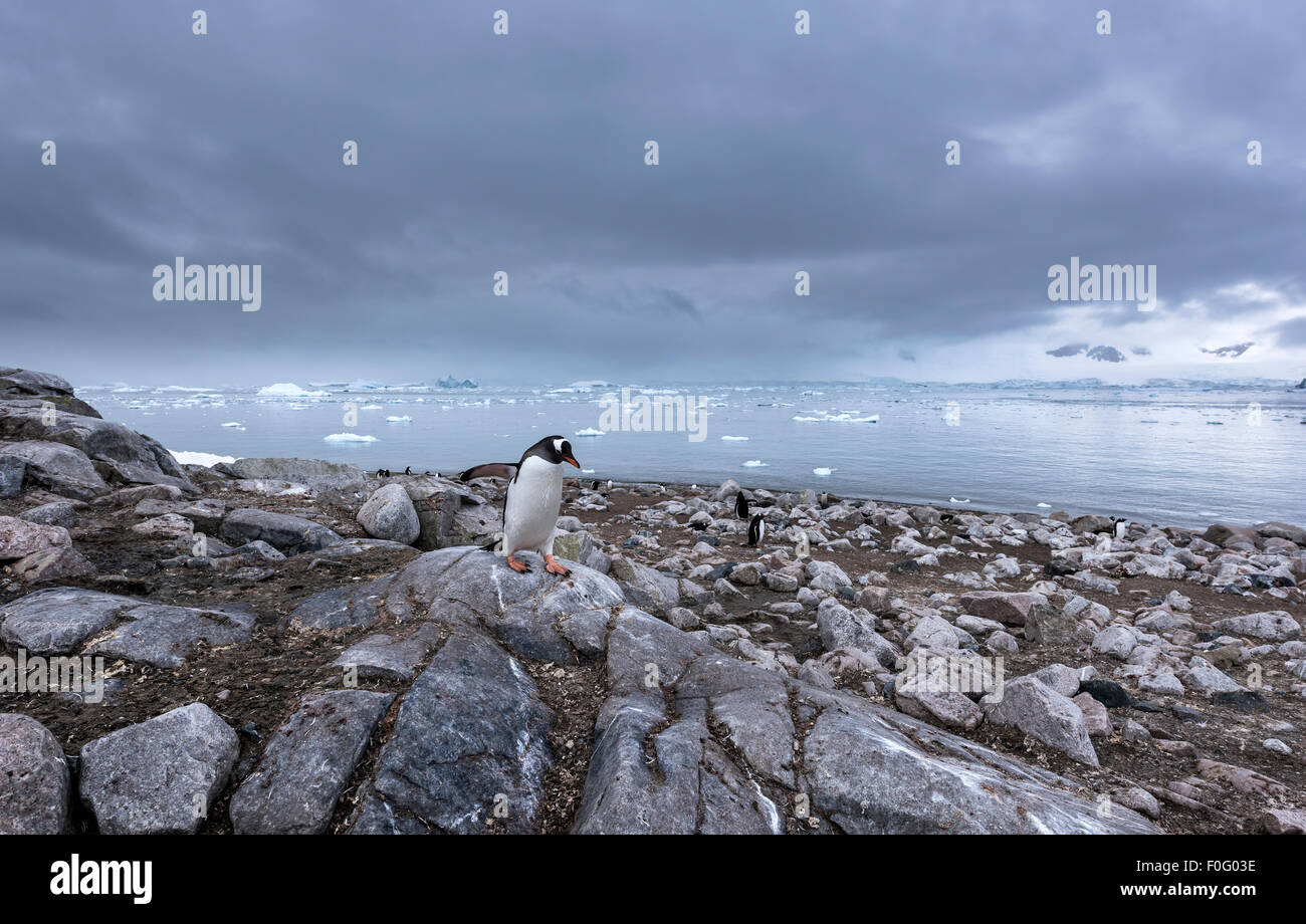 Gentoo Penguin zu Fuß auf felsigen Strand Neko Harbour antarktischen Halbinsel Antarktis Stockfoto