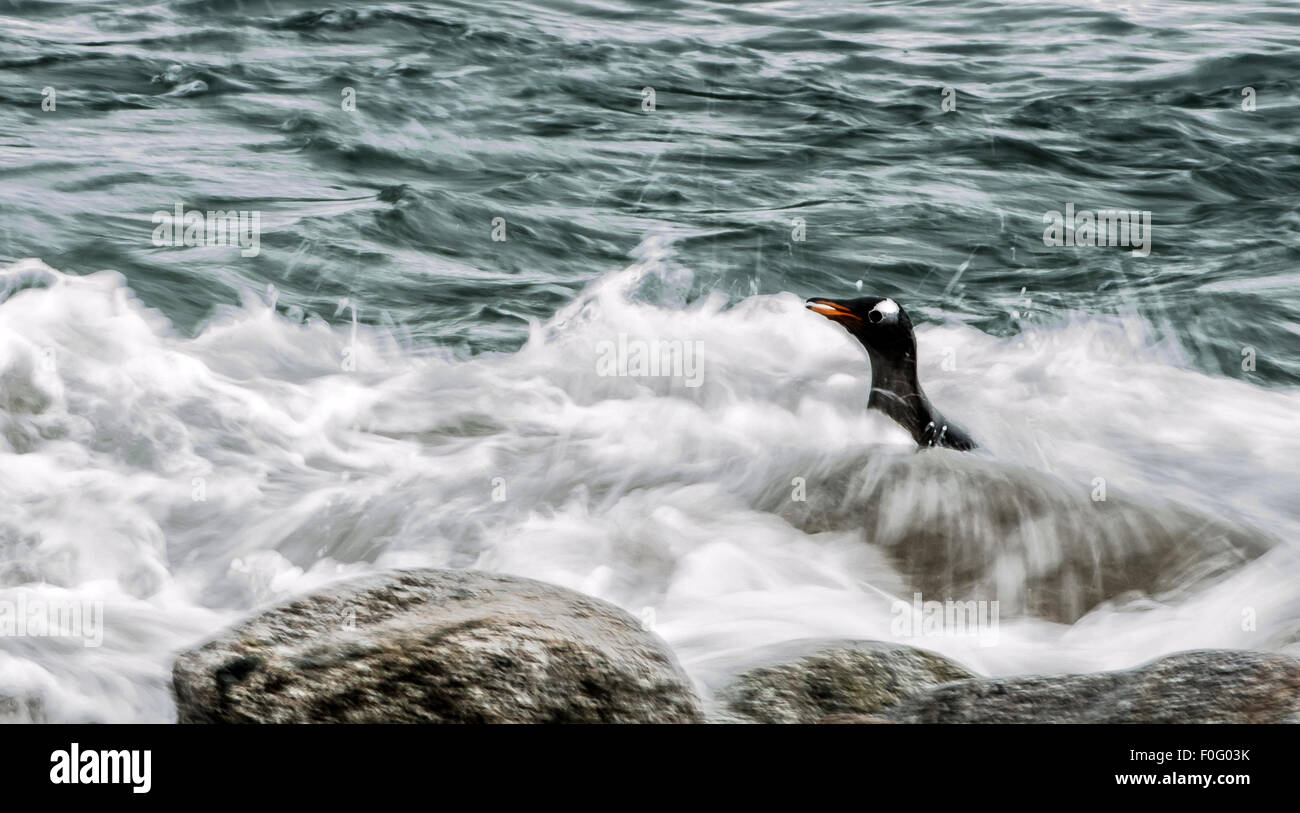 Gentoo Penguin auf See etwa kommen aus Wasser Neko Harbour antarktischen Halbinsel Antarktis Stockfoto