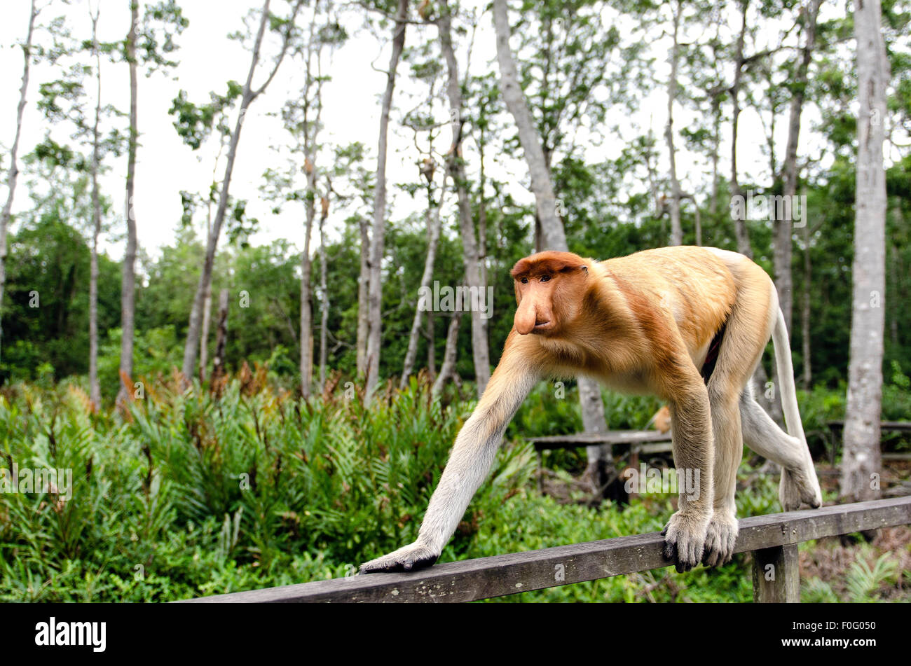 Erwachsenen männlichen Nasenaffe oder Langnasen-Affen zu Fuß auf vier Gliedmaßen Labuk Bay Sanctuary Sabah Borneo Malaysia Stockfoto