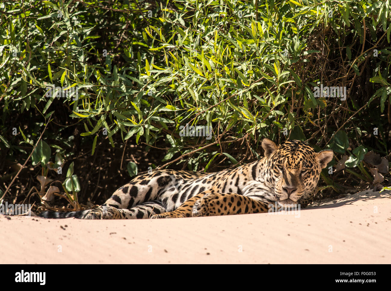 Erwachsenen Jaguar liegen am Strand von drei Brüdern Fluss Pantanal Mato Grosso, Brasilien Stockfoto