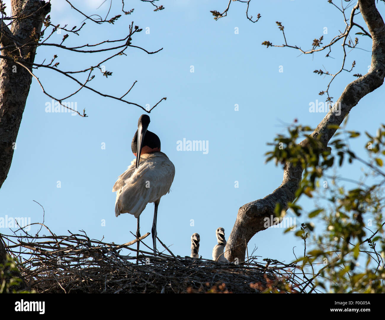 Erwachsenen Jabiru-Storch auf Nest mit Küken Araras Pantanal Mato Grosso, Brasilien Stockfoto