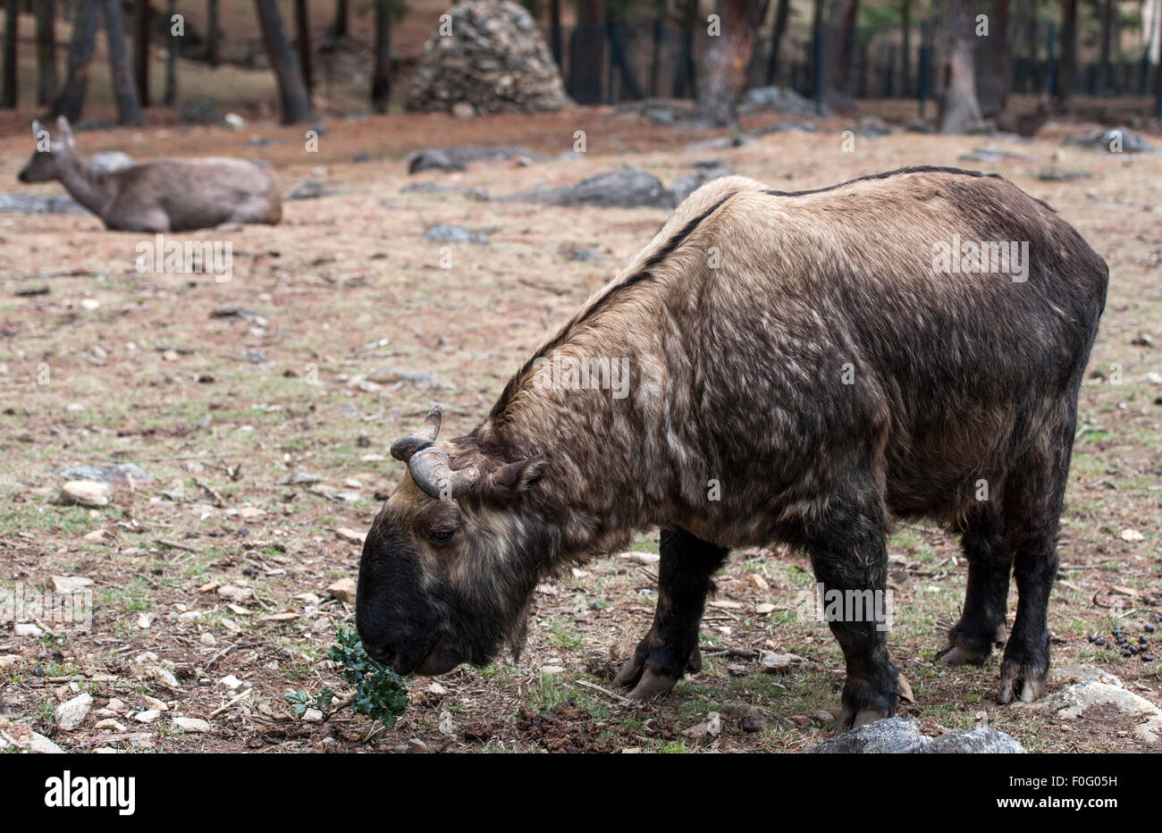 Bhutan national Tier Takin Fütterung Motithang Takin bewahren Wildlife reserve Bhutan Stockfoto