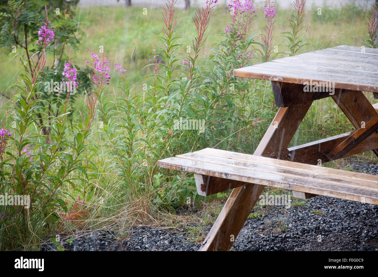 Regen auf Picknick-Tisch und rosa Weidenröschen Blumen in der Nähe von Östersund in Schweden an einem Sommertag. Stockfoto