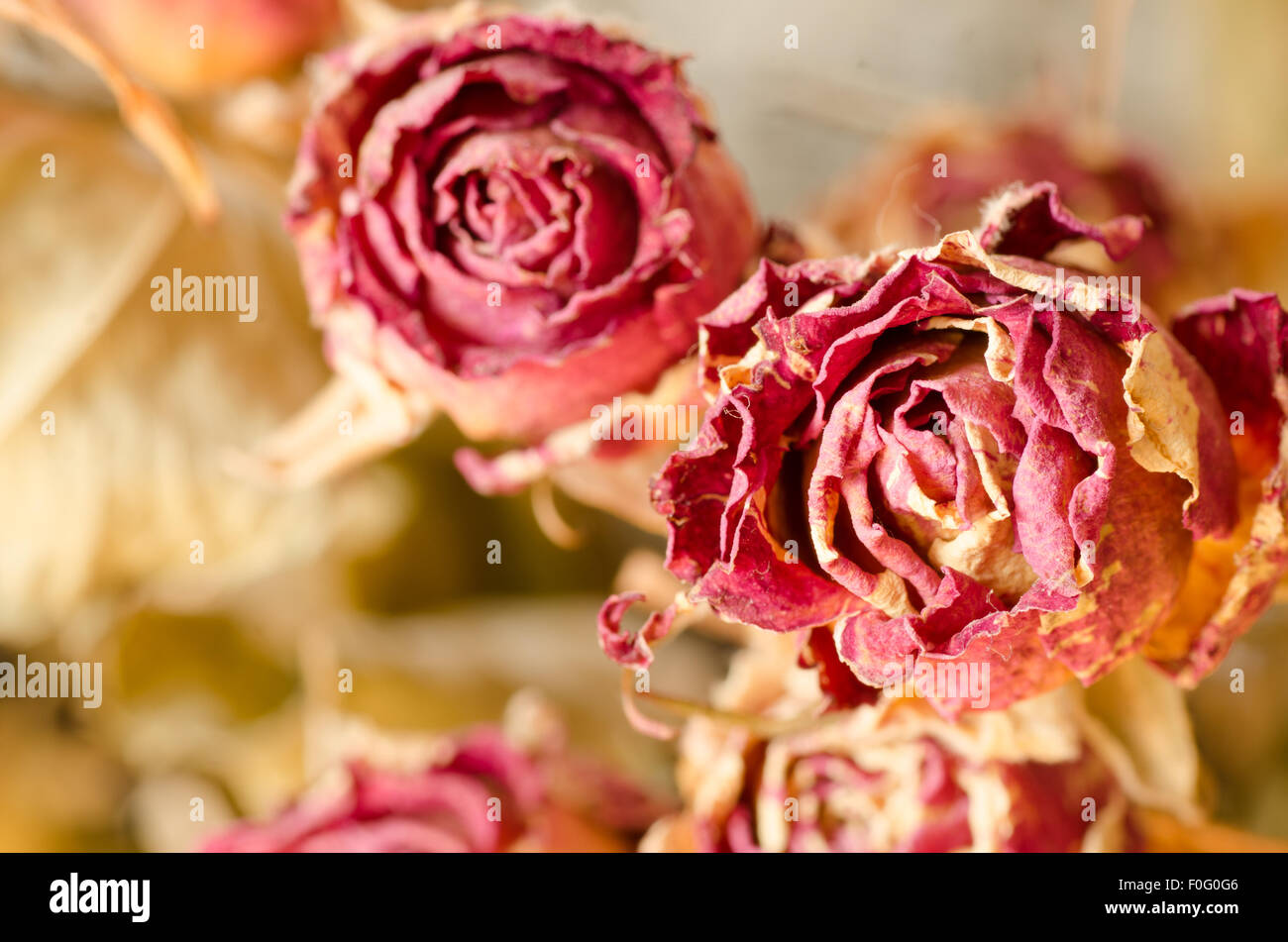 Nahaufnahme, getrockneten Rosen Stockfoto